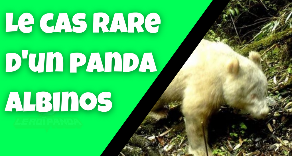 Les cas rares des pandas albinos en Chine