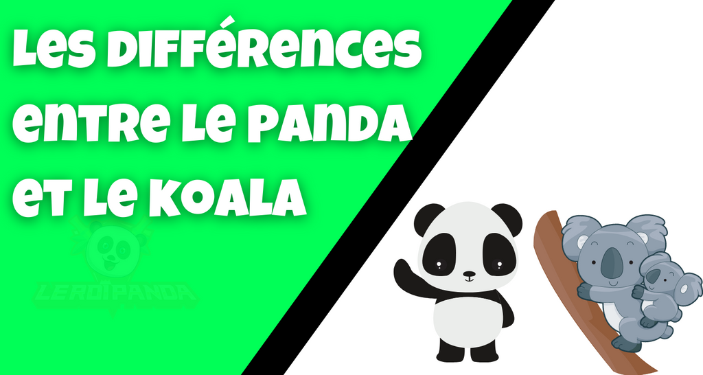 Quels sont les différences entre le panda et le koala ?
