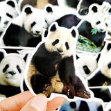 stickers panda bambou