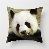 panda portrait