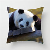 panda mignon couche